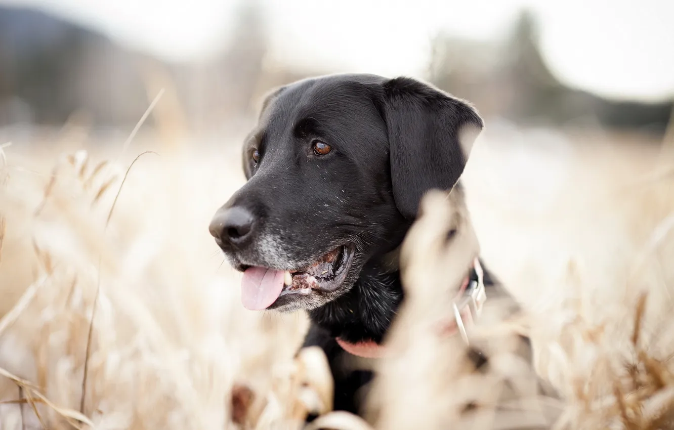 Photo wallpaper look, background, dog