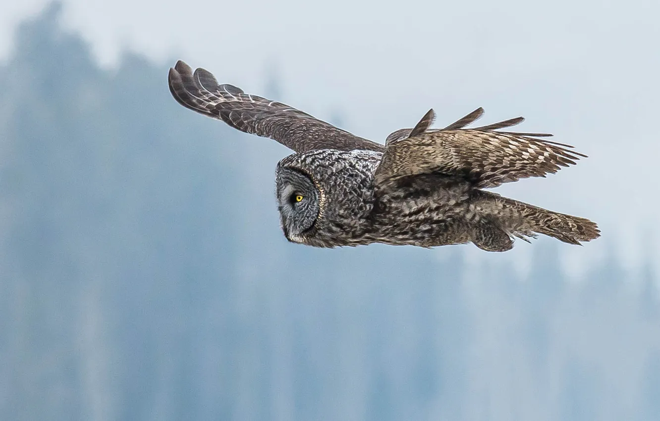 Photo wallpaper eyes, flight, owl, wings
