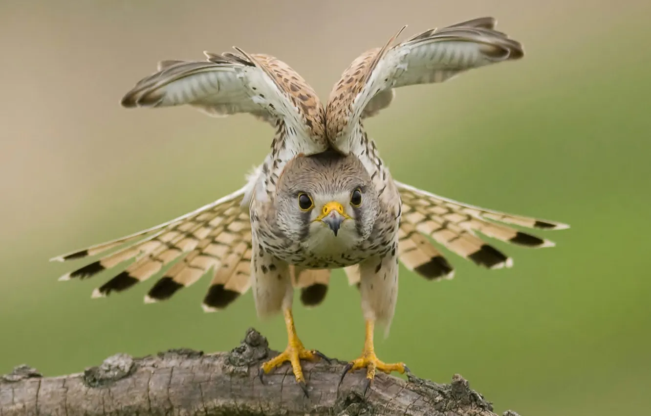 Photo wallpaper nature, bird, wings, hawk