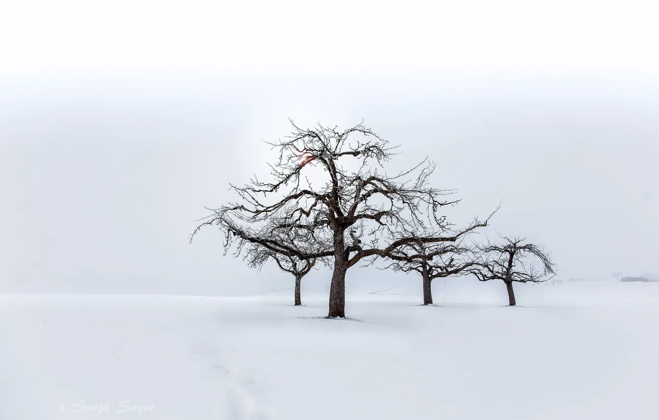 Photo wallpaper winter, field, snow, trees