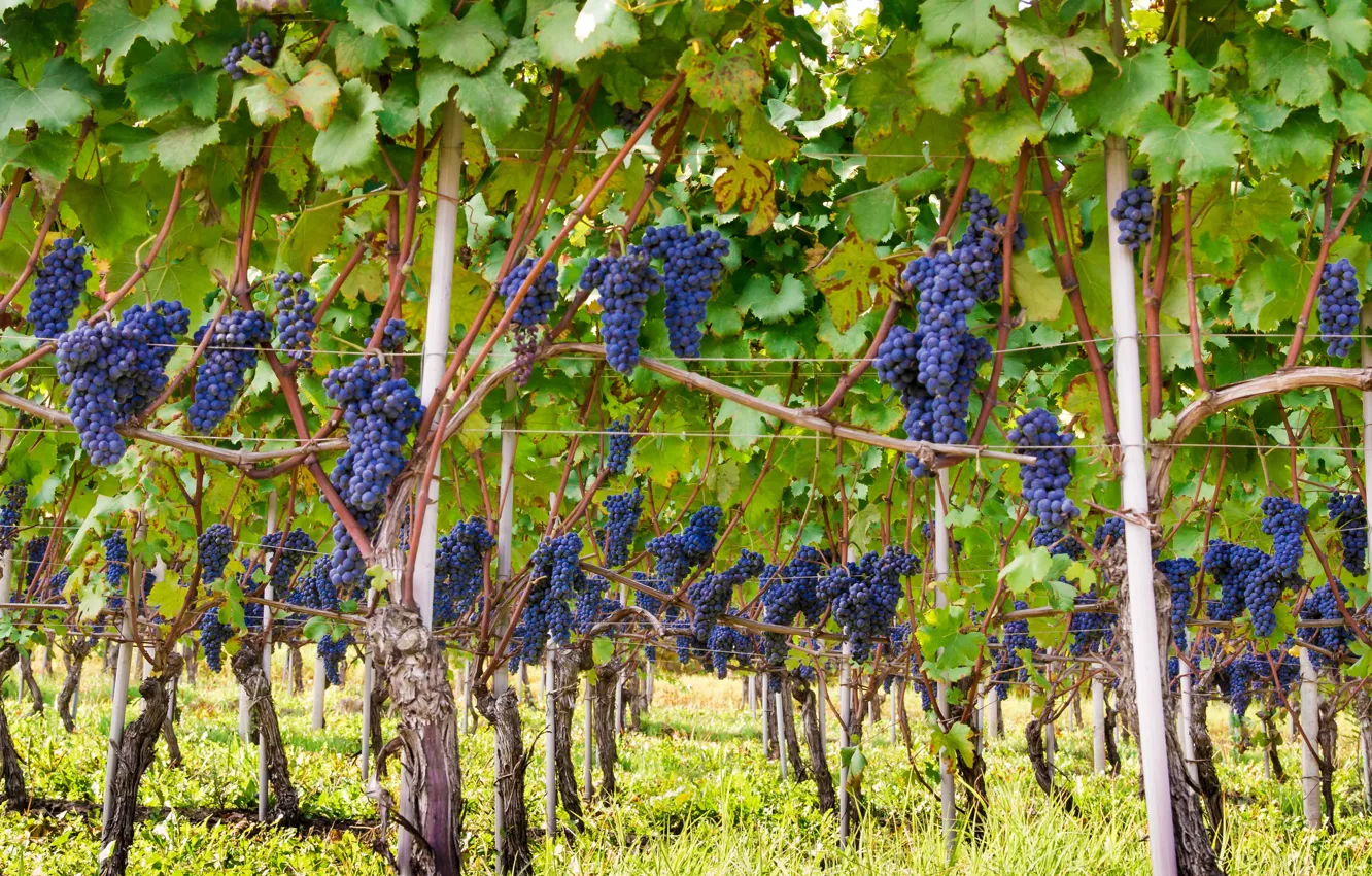 Photo wallpaper Italy, wine, grapes, Piemonte, Vineyard, red wine, Barolo, Denomination of Controlled and Guaranteed Origin