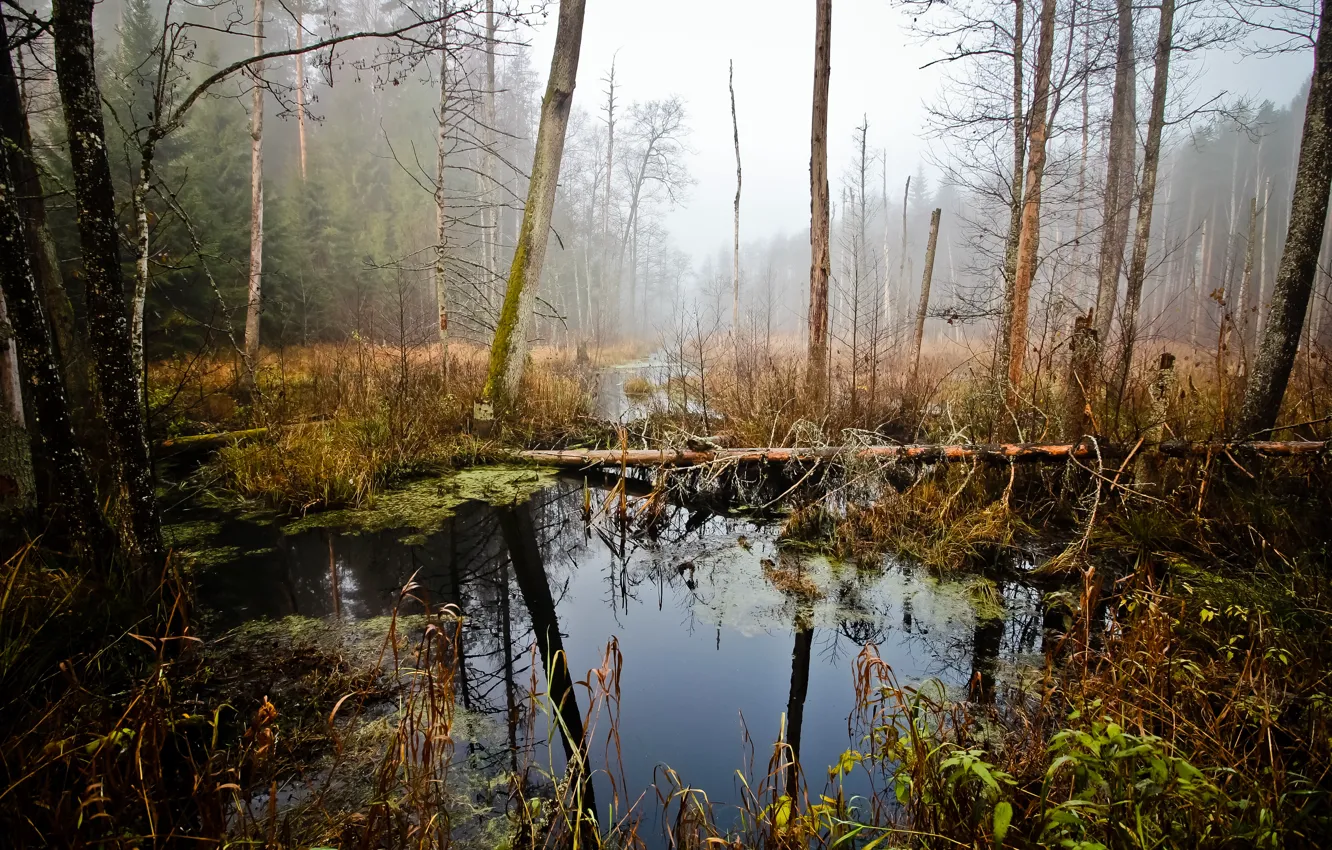 Photo wallpaper swamp, swamp, Belarus