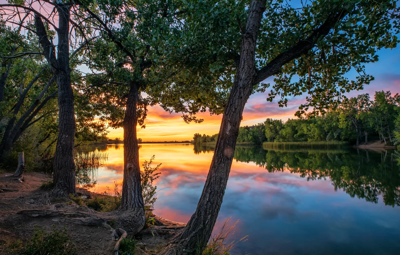 Photo wallpaper trees, shore, pond