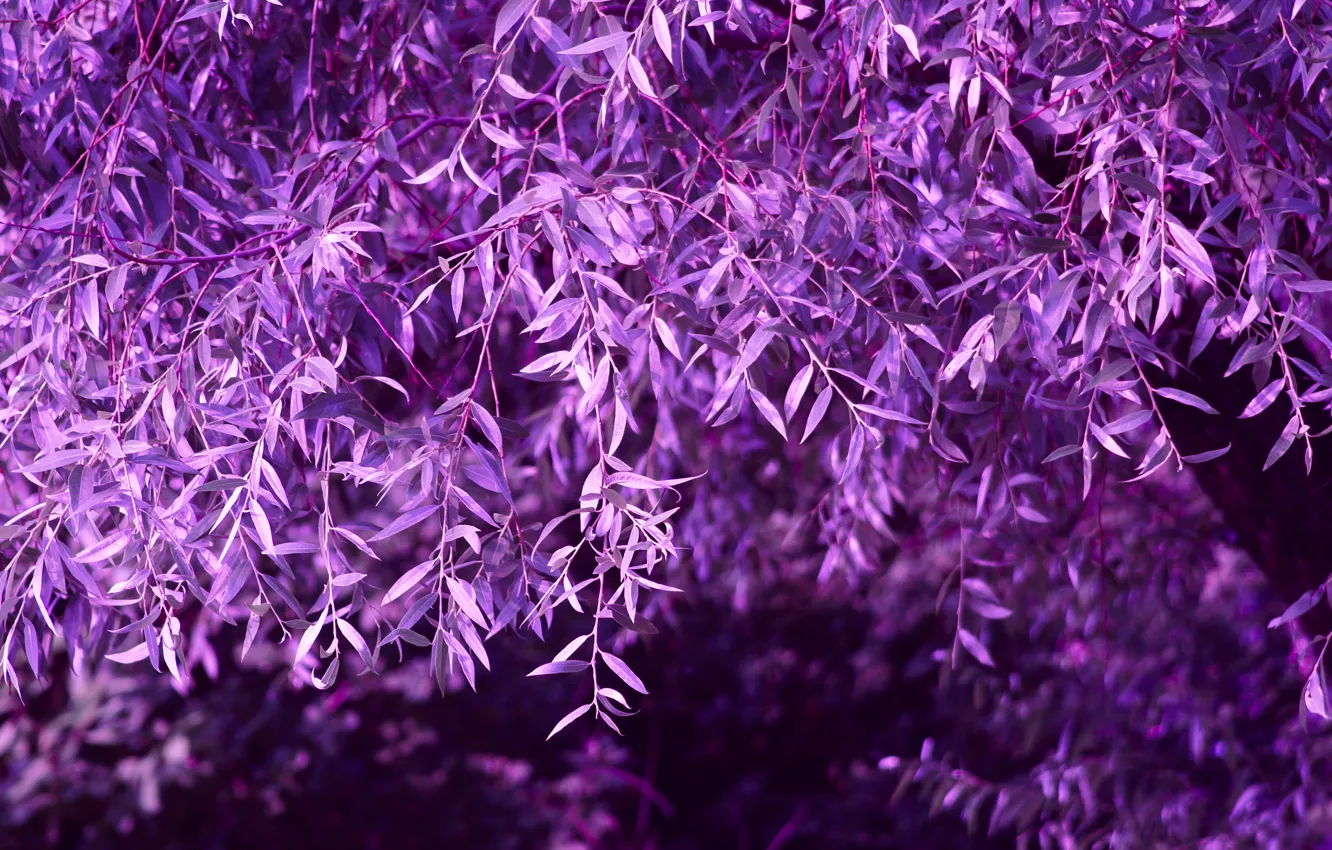 Photo wallpaper purple, trees, foliage
