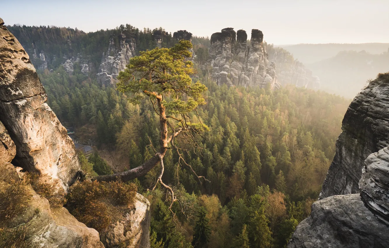 Photo wallpaper forest, mountains, Germany, Germany, pine, Saxon Switzerland, Saxon Switzerland, Elbe Sandstone mountains