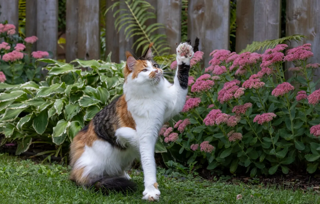 Photo wallpaper cat, cat, look, nature, pose, face