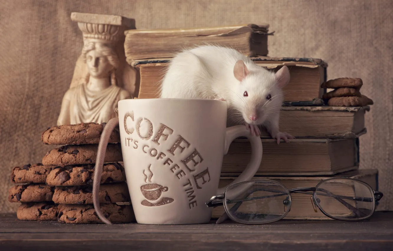 Photo wallpaper pose, mouse, mouse, muzzle, still life, rat