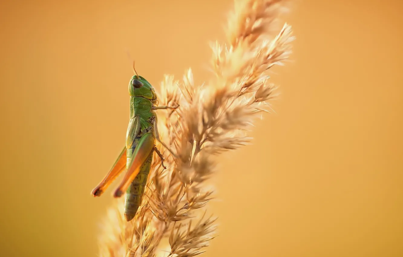 Photo wallpaper nature, background, grasshopper