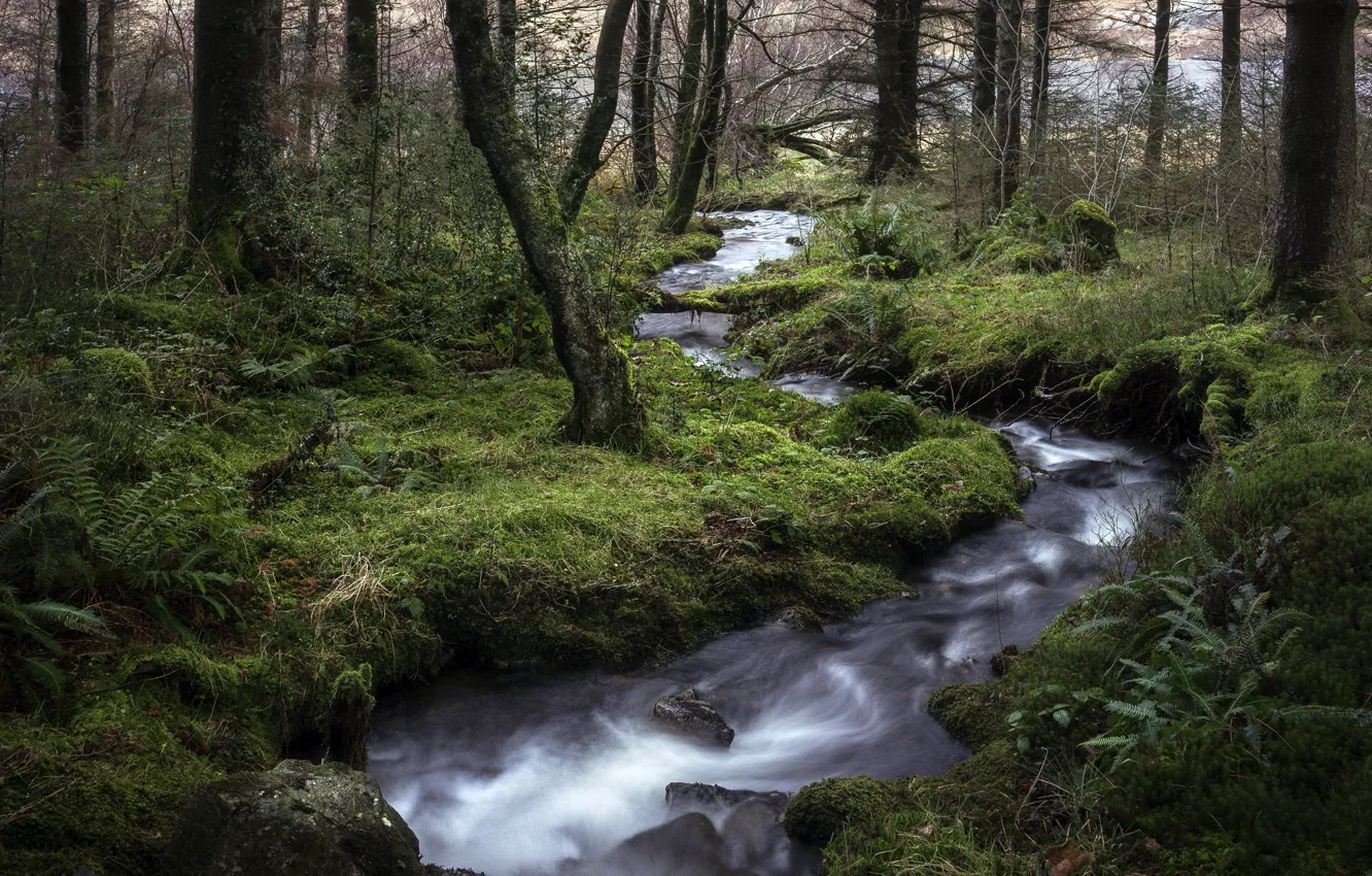 Photo wallpaper forest, nature, river