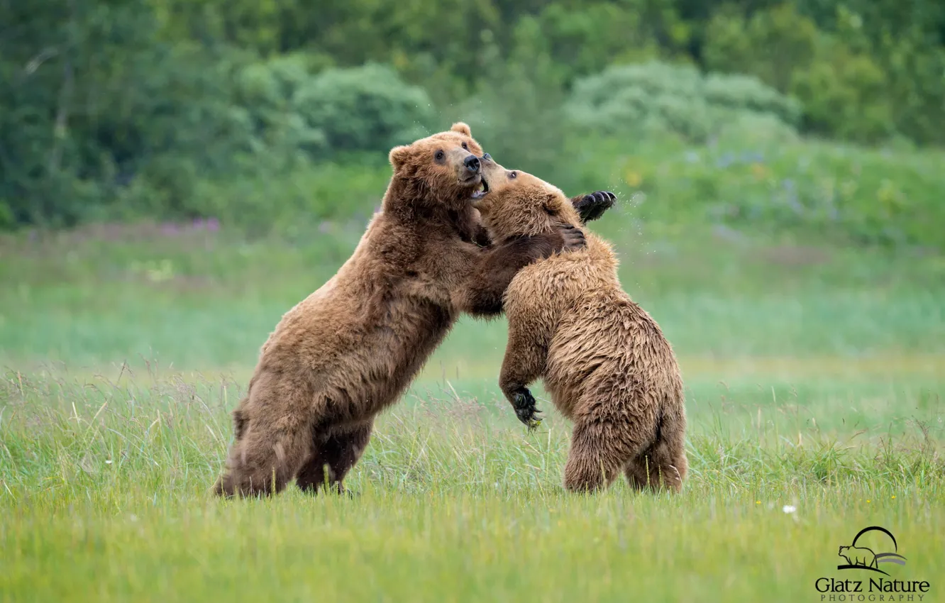 Photo wallpaper fight, bear, Bruin