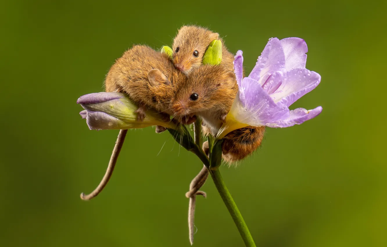 Photo wallpaper flower, drops, pose, mouse, mouse, three, mouse, trio