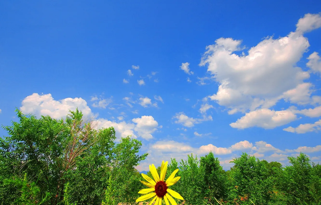 Photo wallpaper greens, flower, the sky