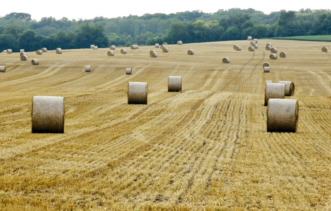 Photo wallpaper field, summer, hay