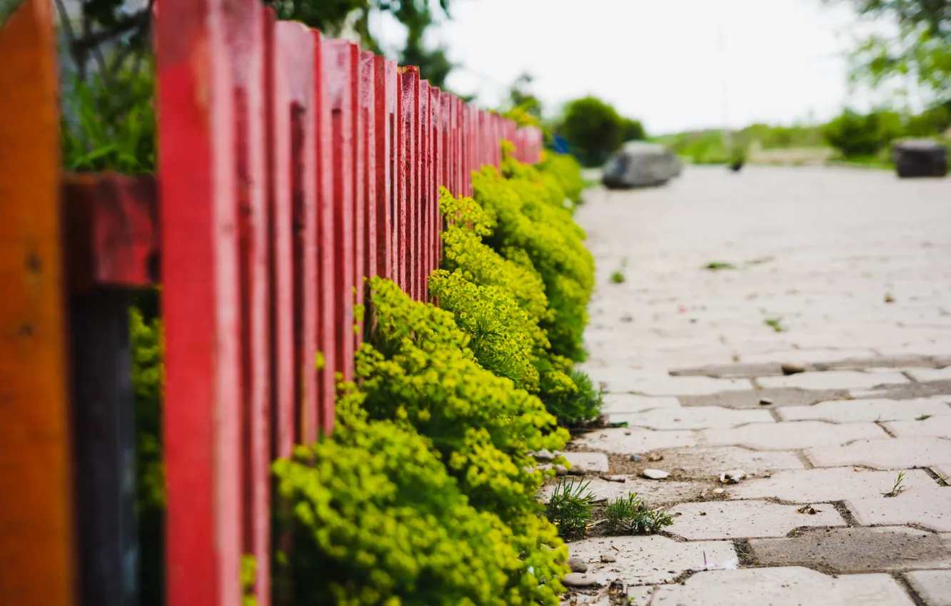 Photo wallpaper flowers, nature, the fence, nature, flowers, fence, front garden, the front yard