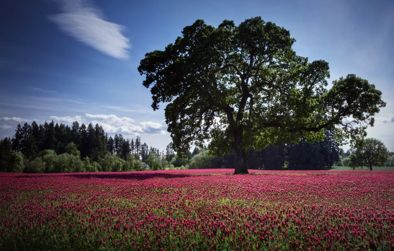 Photo wallpaper field, flowers, nature, tree