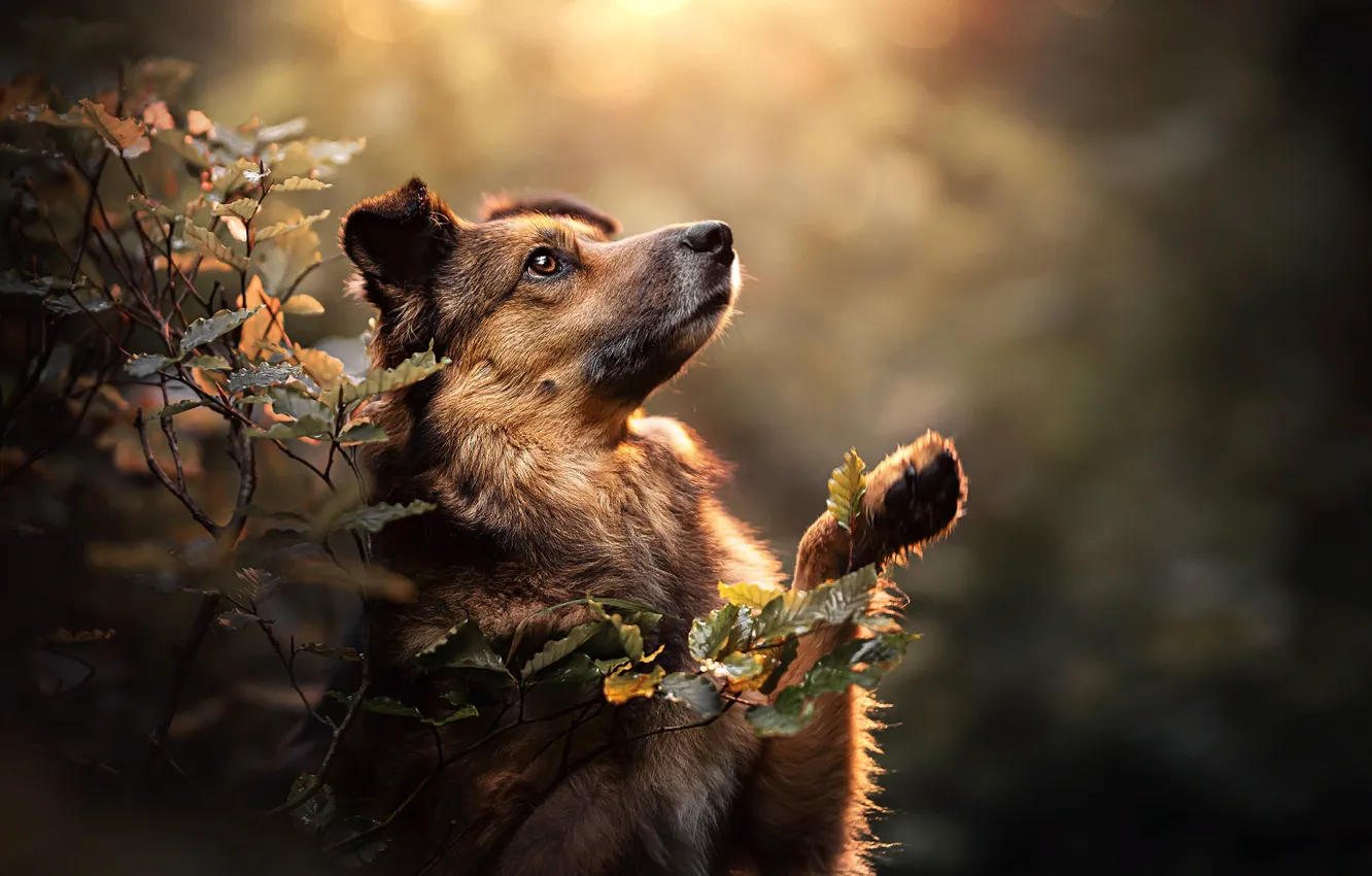 Photo wallpaper leaves, branches, nature, pose, animal, dog, dog