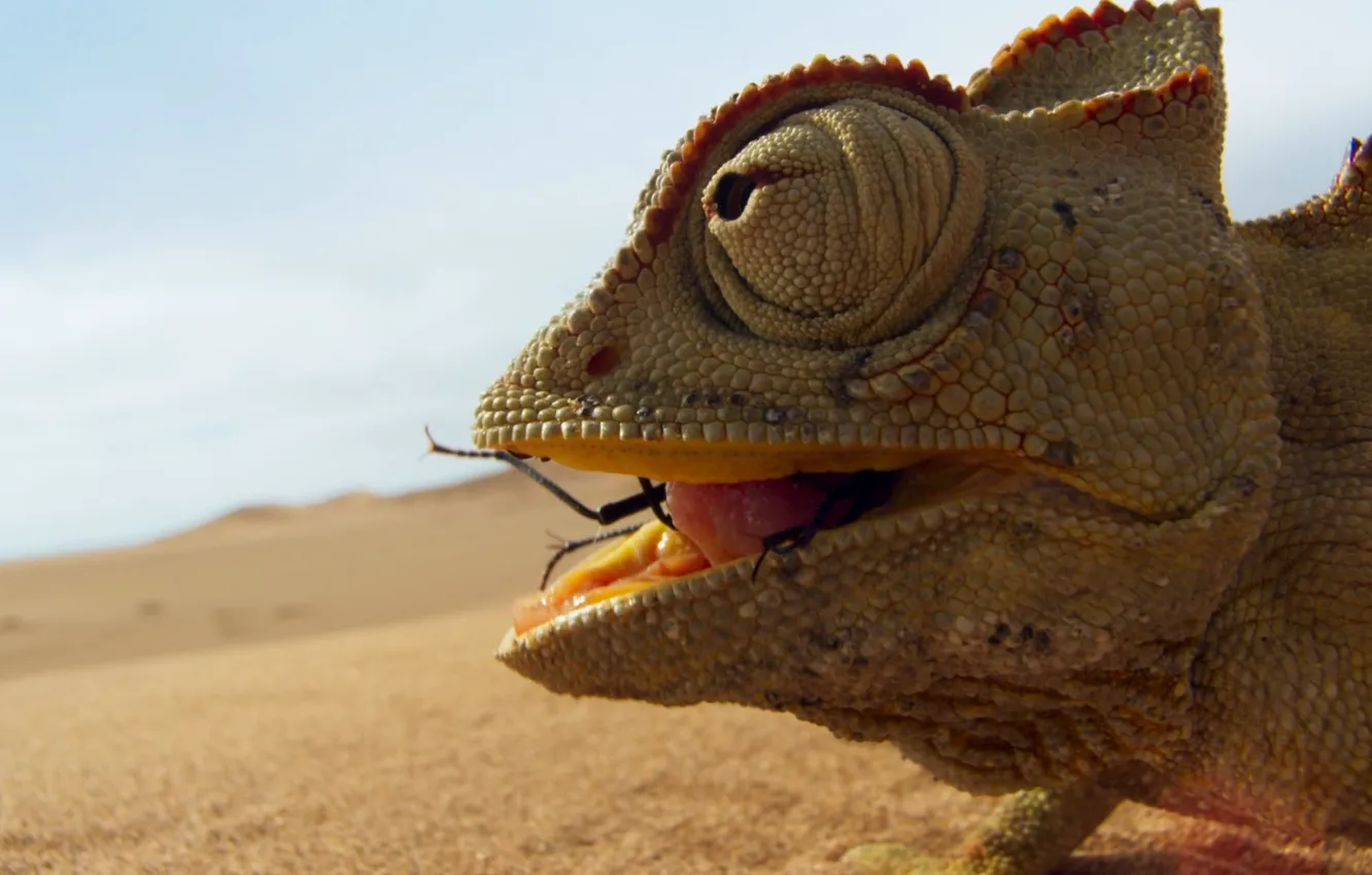 Photo wallpaper chameleon, desert, insect, BBC