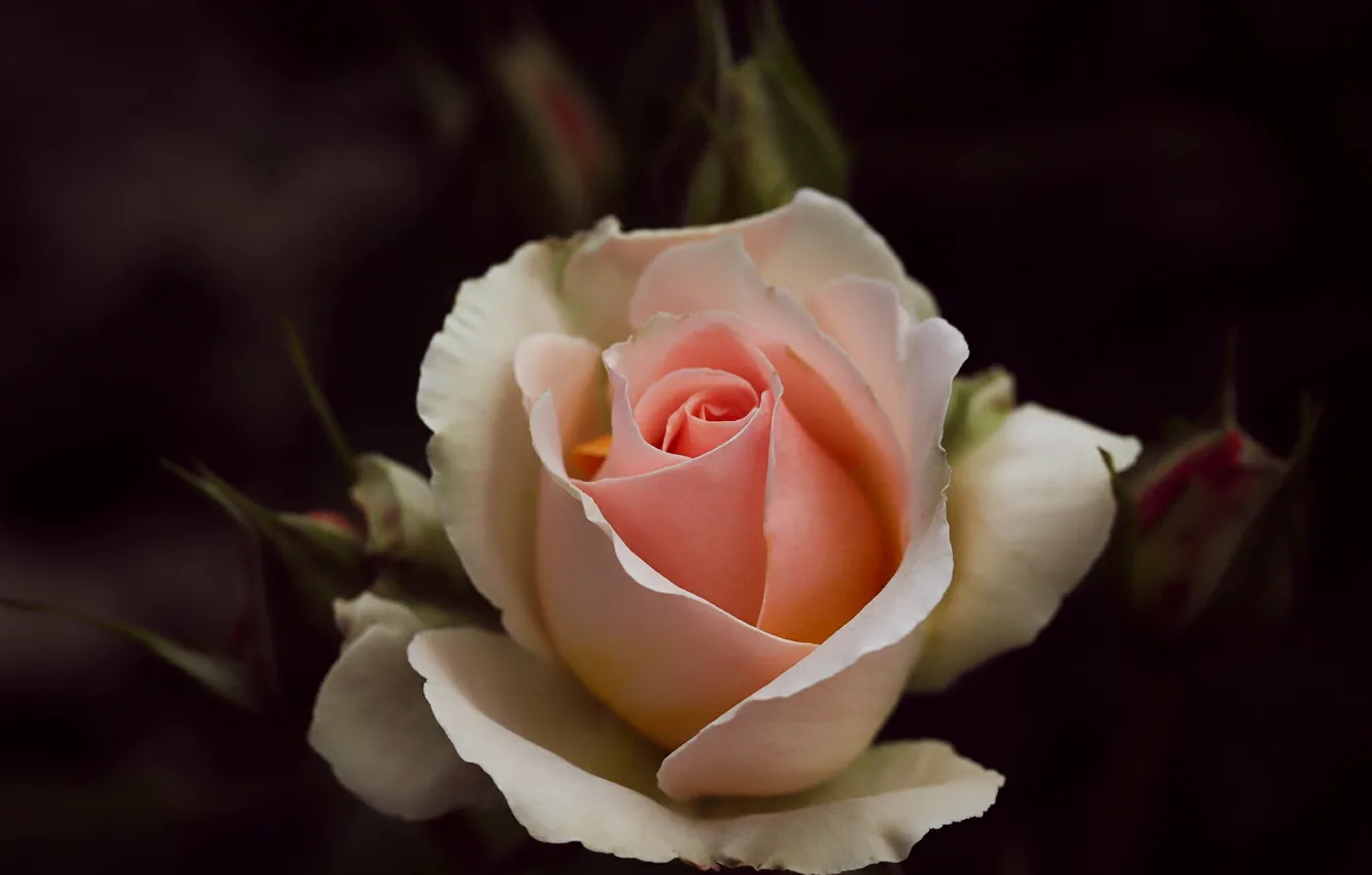 Photo wallpaper flowers, the dark background, roses, cream, pink, buds