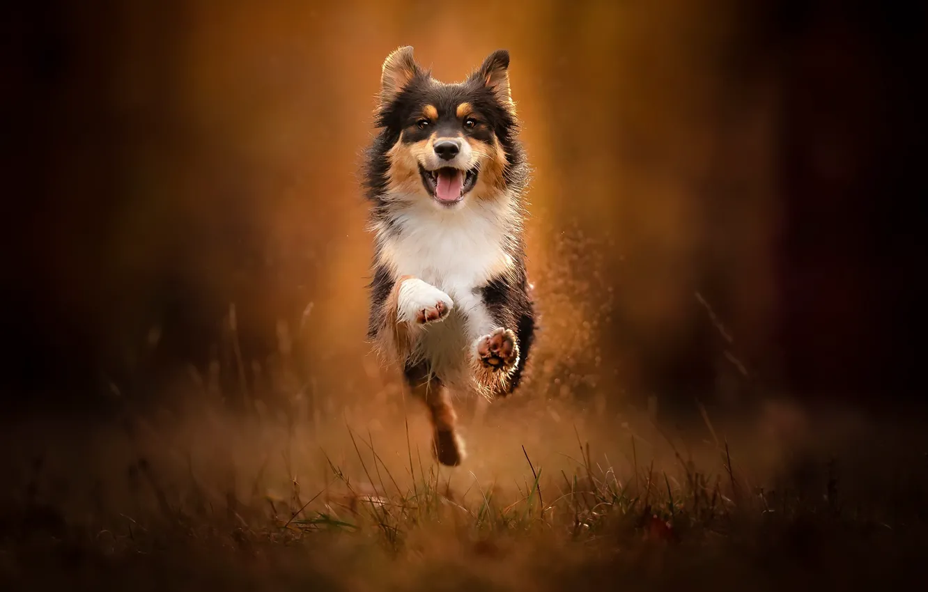 Photo wallpaper each, dog, running