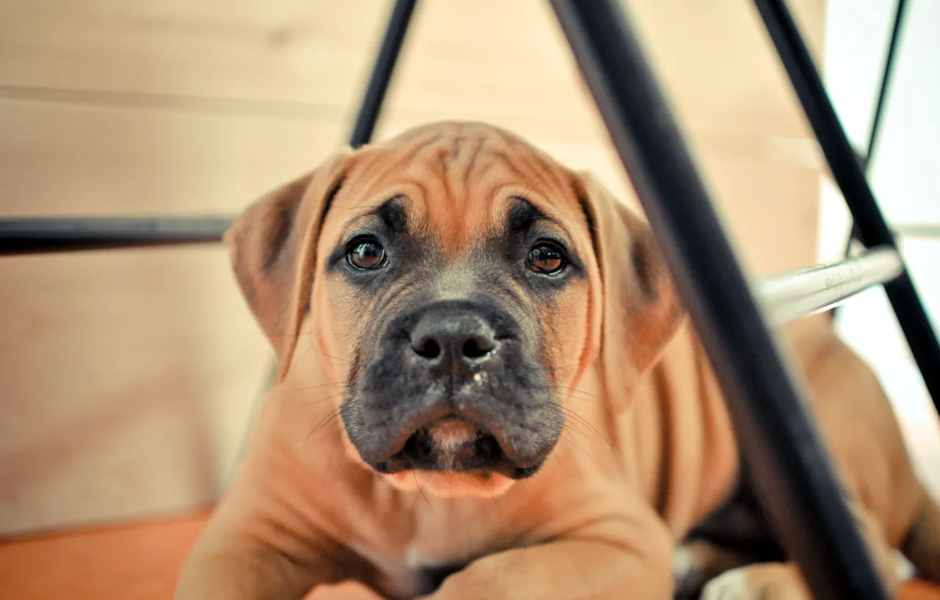 Photo wallpaper look, each, dog