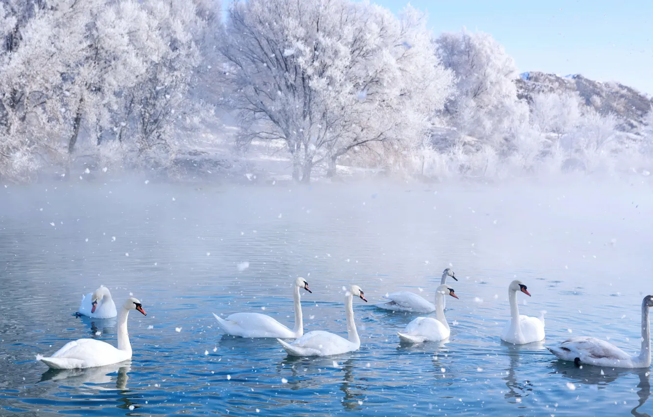 Photo wallpaper park, spring, swans, wetland