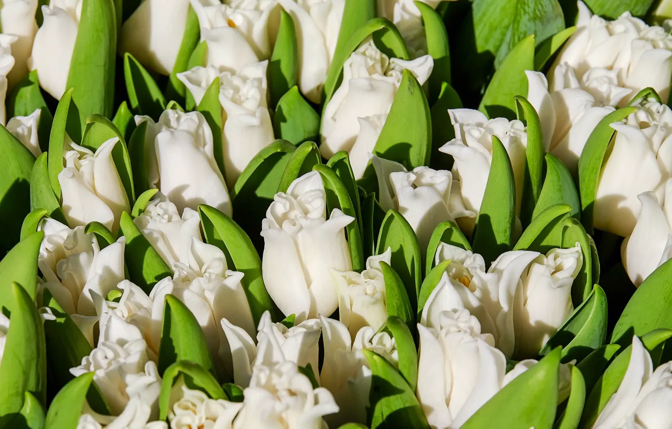 Photo wallpaper flowers, spring, Tulips, white
