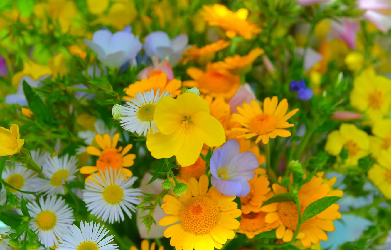 Photo wallpaper Flowers, Yellow flowers, Yellow flowers