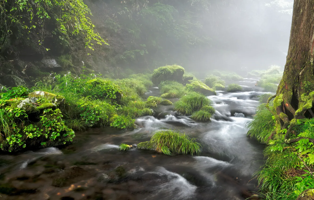 Photo wallpaper fog, stones, for, river