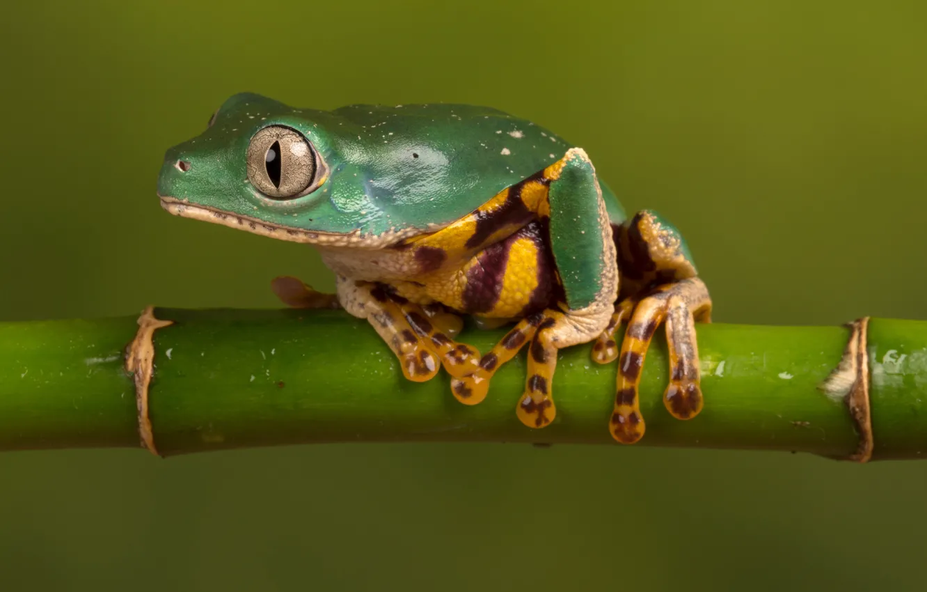 Photo wallpaper macro, nature, green, model, frog, stem, beauty, green background