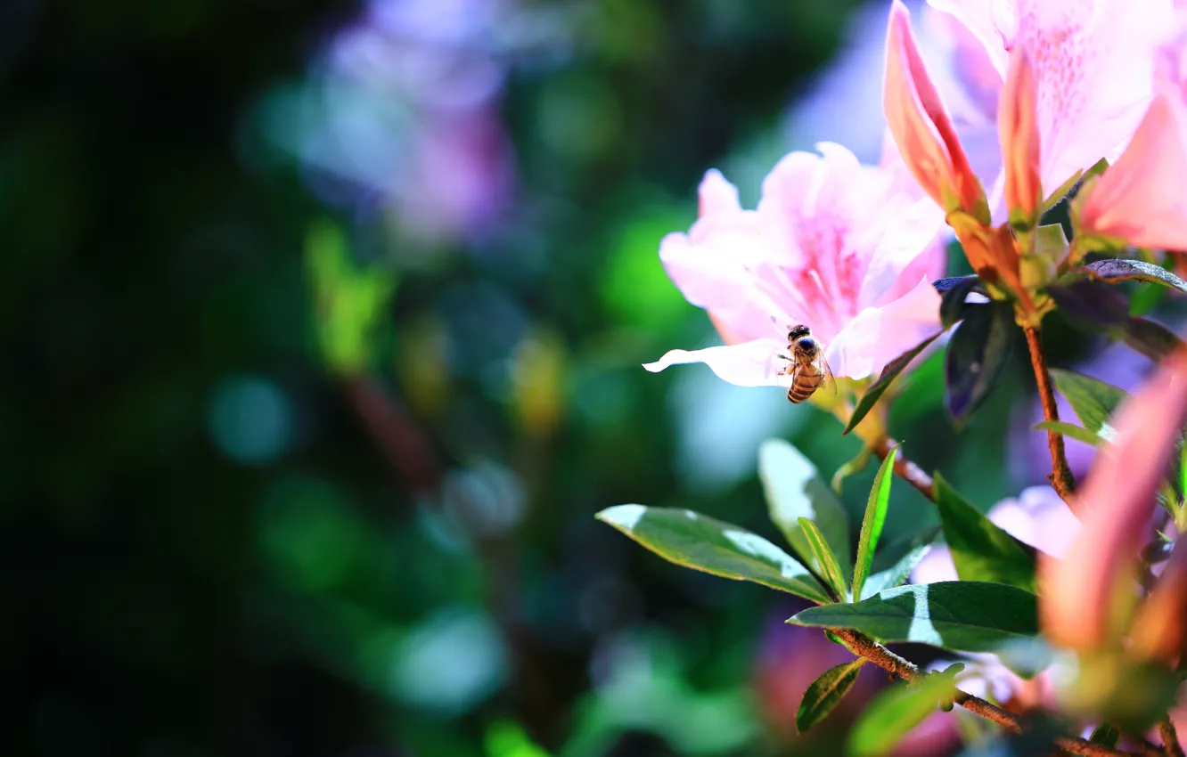 Photo wallpaper leaves, flowers, branches, the dark background, bee, blur, insect, pink
