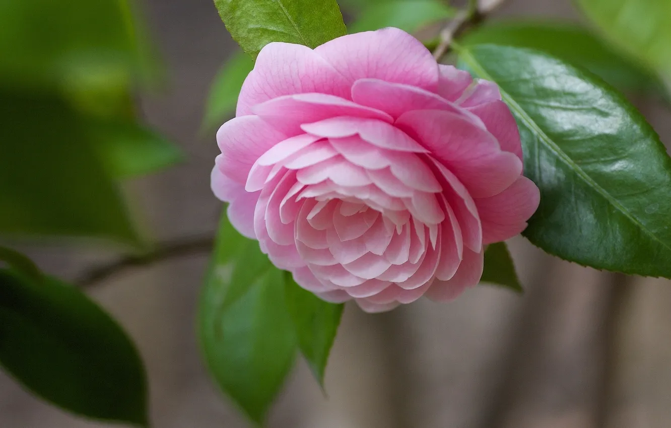 Photo wallpaper macro, buds, Camellia