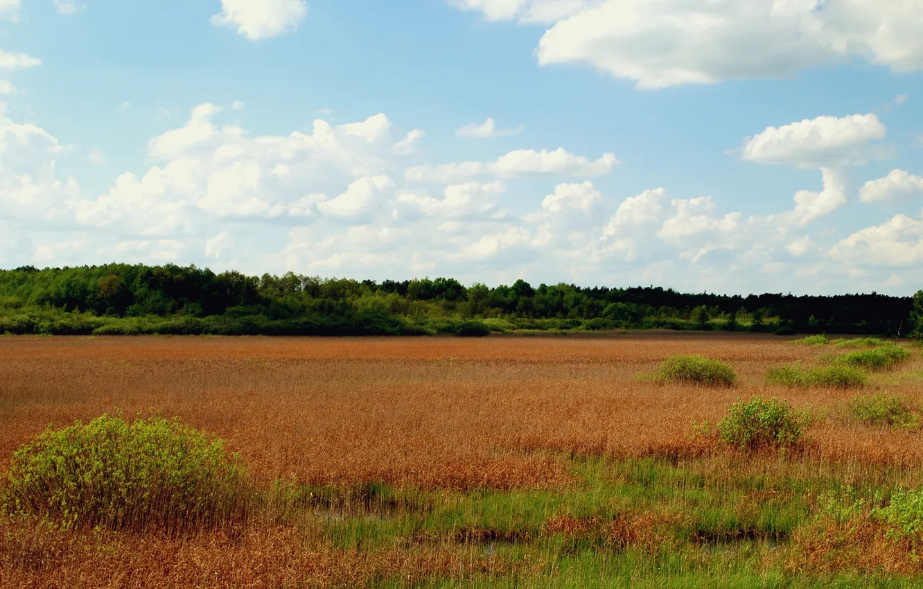 Photo wallpaper field, grass, clouds, trees, nature, dry