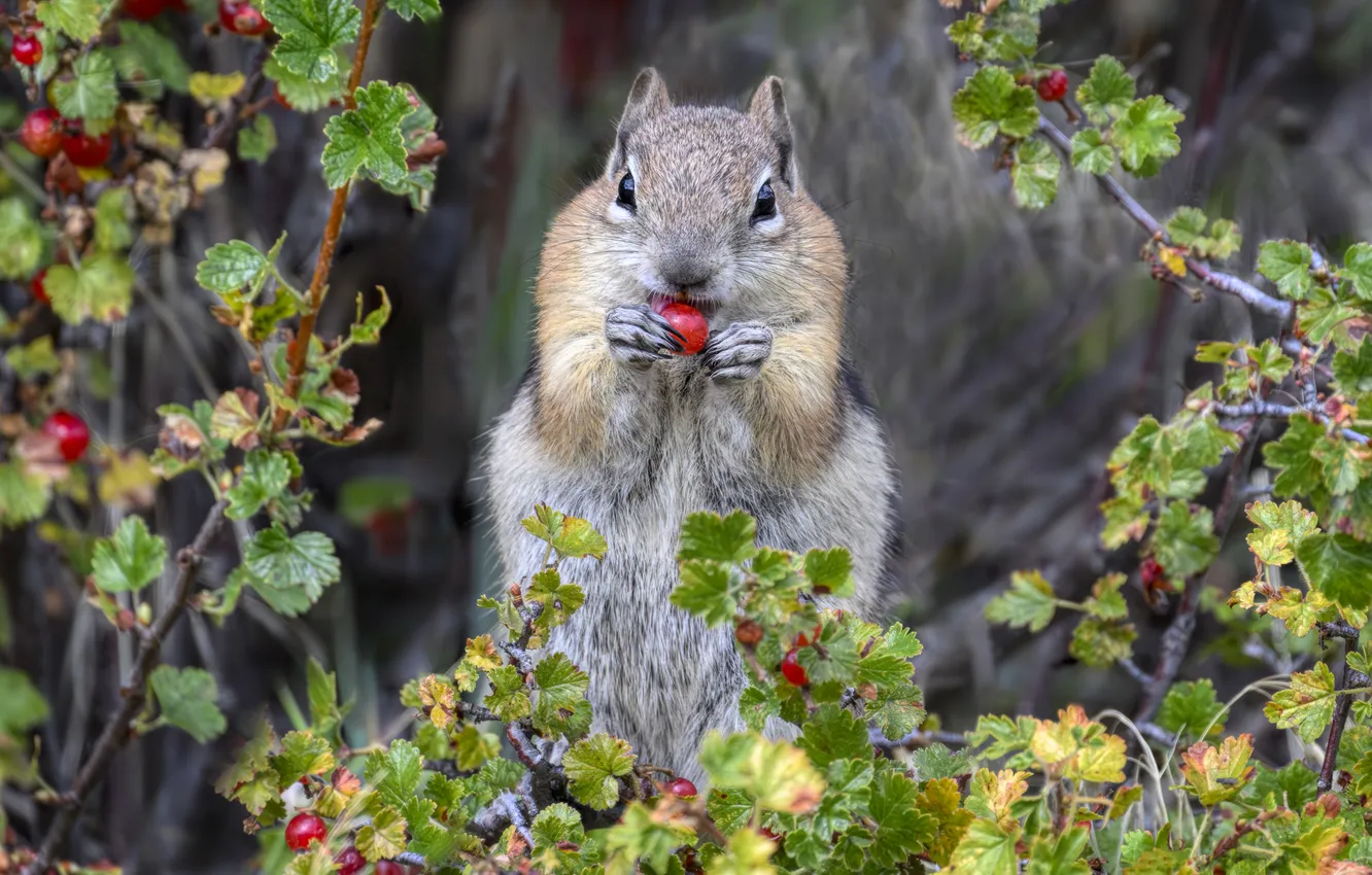 Photo wallpaper look, leaves, branches, berries, legs, fruit, Chipmunk, grey background