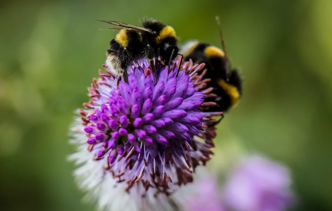 Photo wallpaper flower, insect, bumblebee