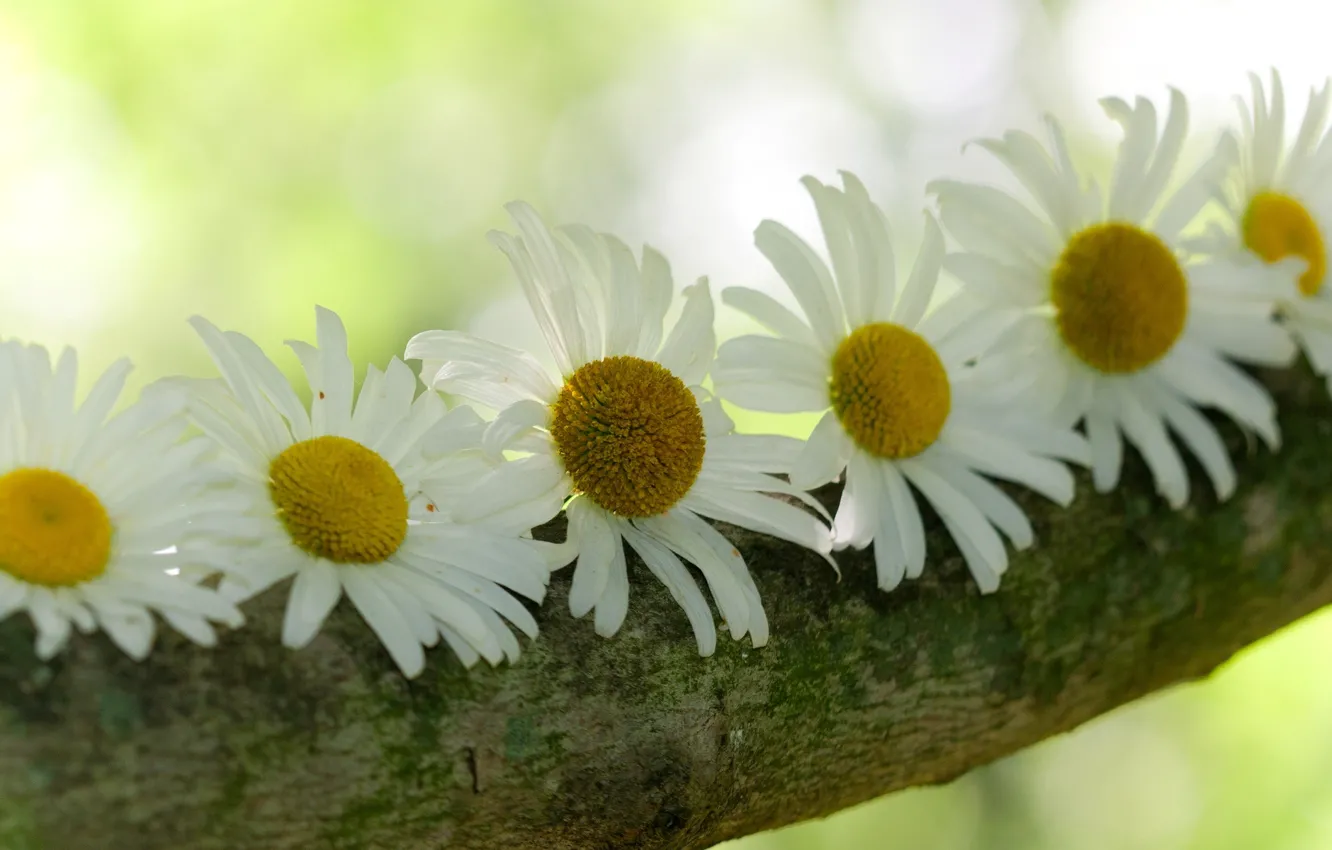 Photo wallpaper trees, flowers, background, widescreen, Wallpaper, chamomile, blur, wallpaper