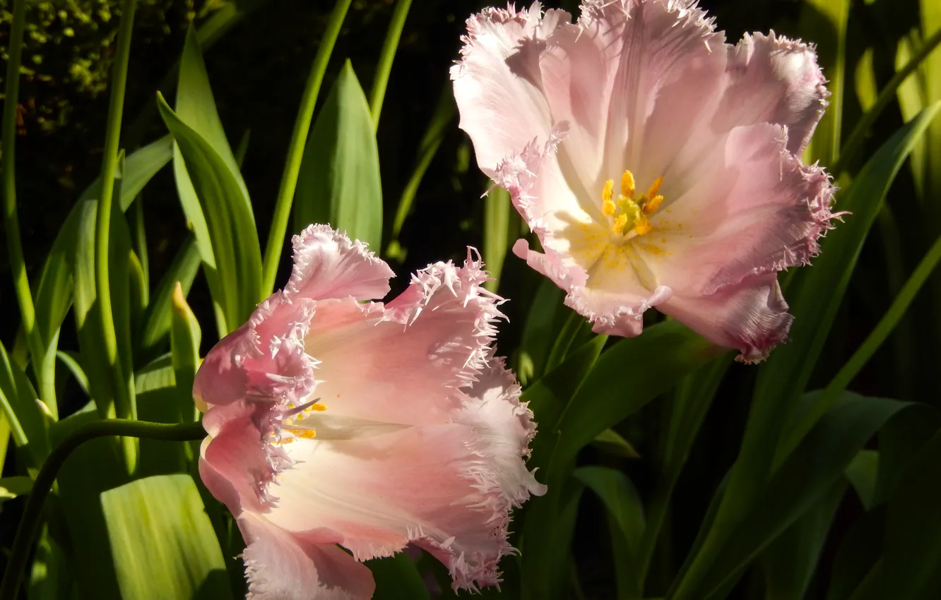 Photo wallpaper grass, flowers, widescreen, Wallpaper, Tulip, spring, tulips, wallpaper