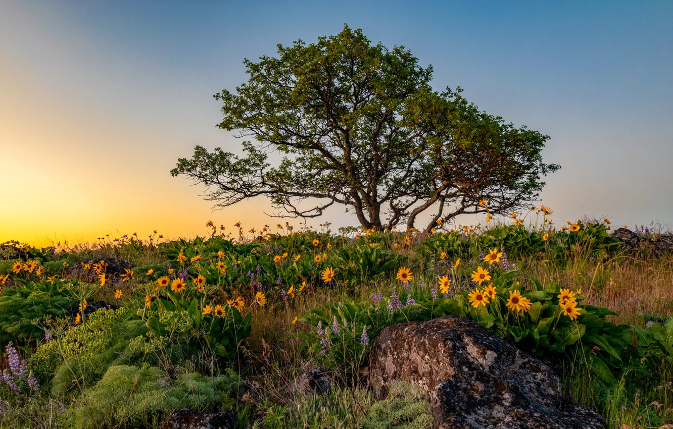 Photo wallpaper field, the sun, light, trees, flowers, yellow, stones, dawn