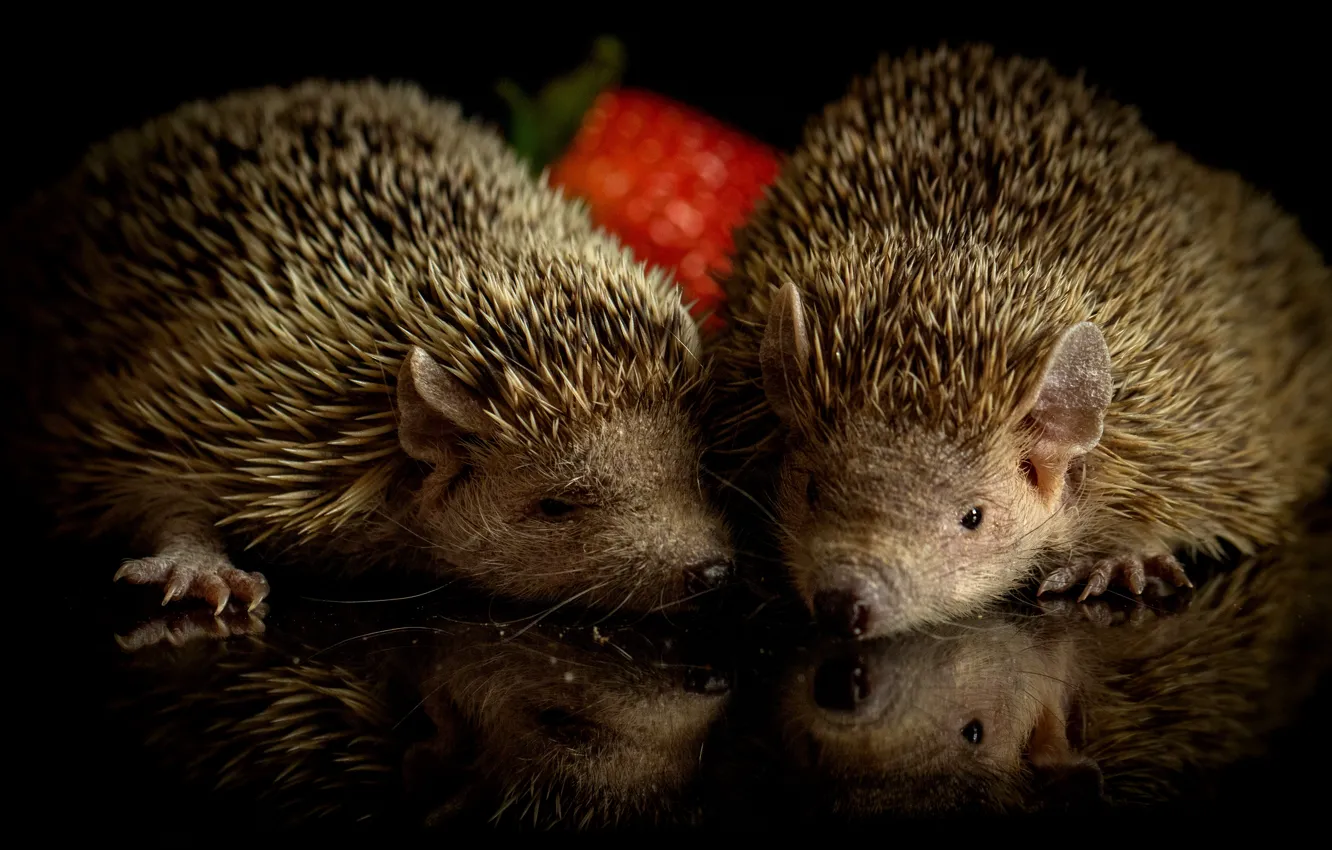Photo wallpaper look, reflection, strawberry, muzzle, black background, face, hedgehog, bokeh