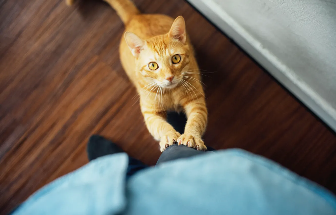 Photo wallpaper cat, eyes, cat, red, looks