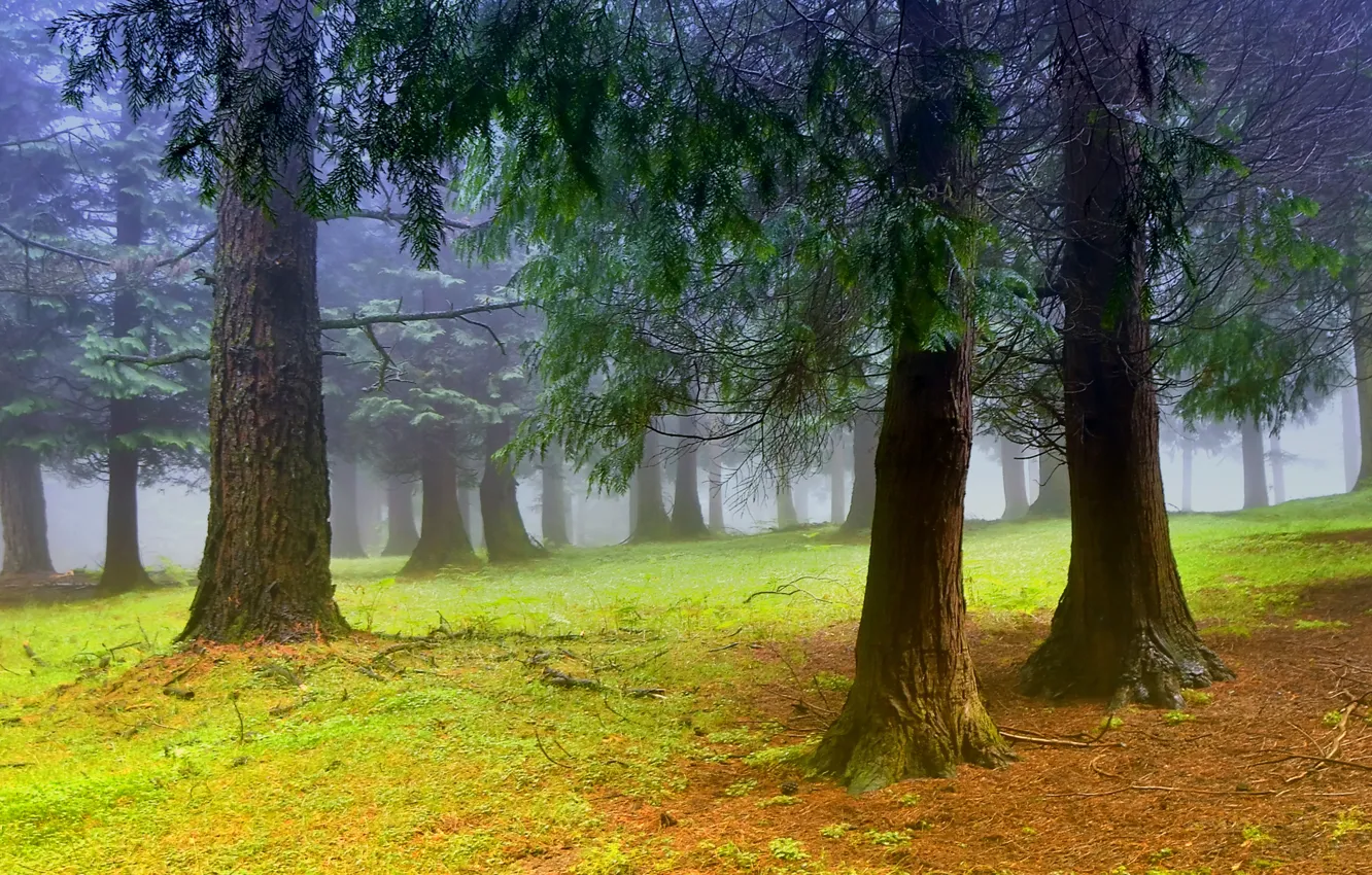 Photo wallpaper trees, fog, morning, Forest, haze