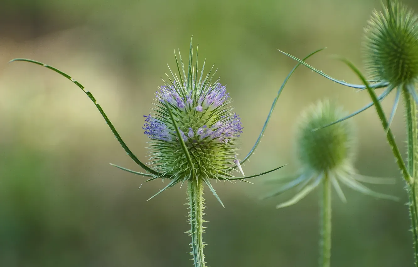 Photo wallpaper summer, macro, nature, agrimony
