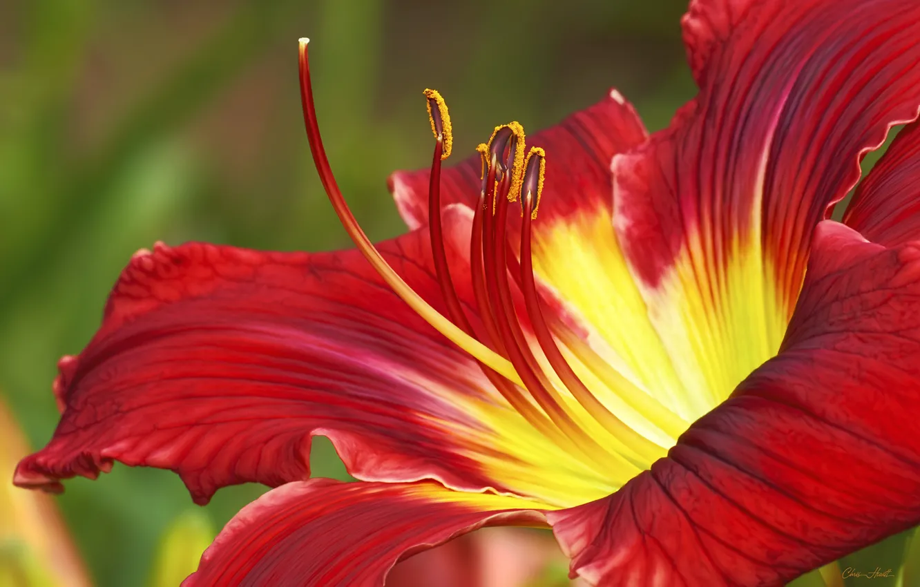 Photo wallpaper flower, daylilies, red - yellow