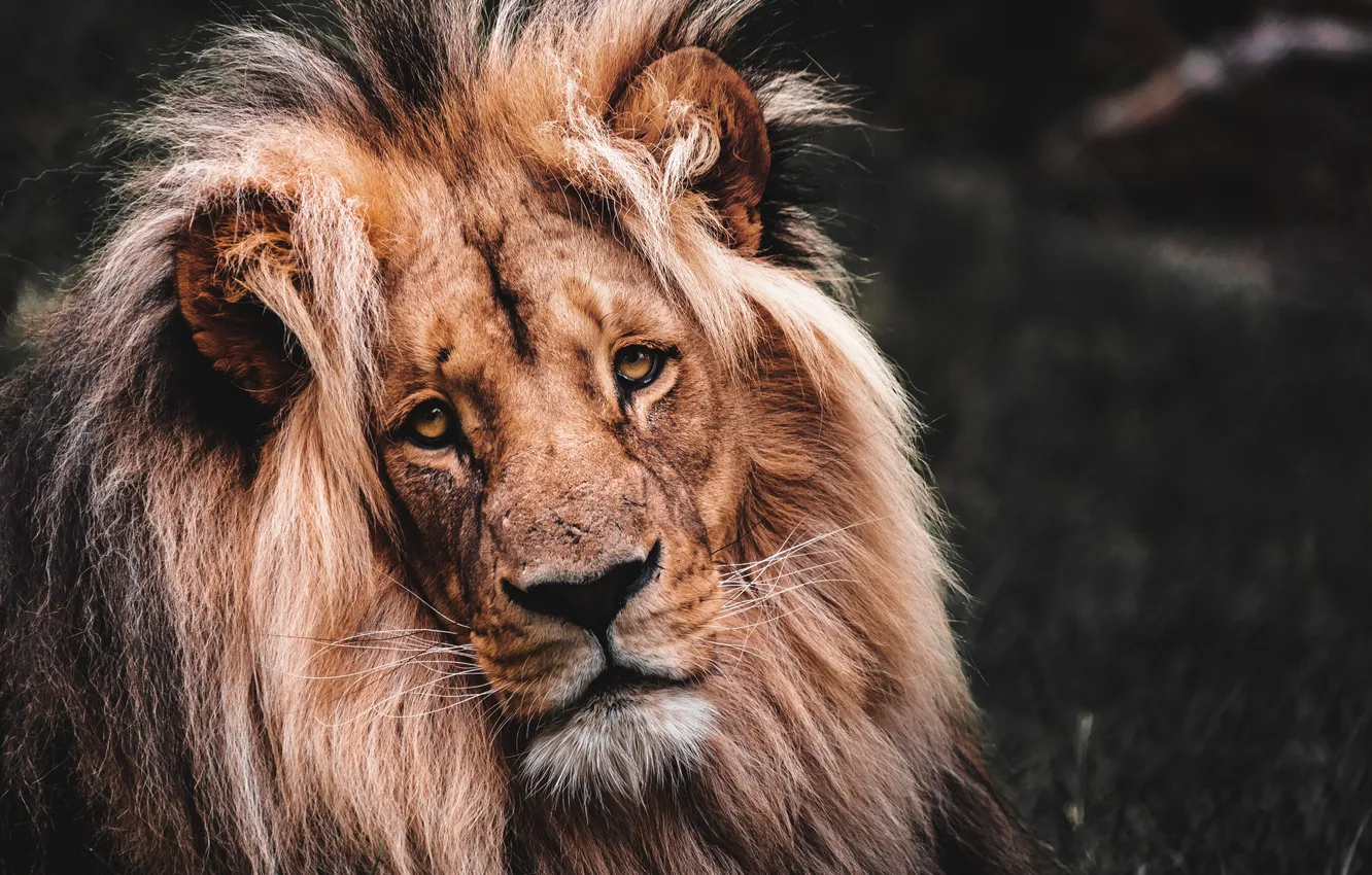 Photo wallpaper lion, old, look