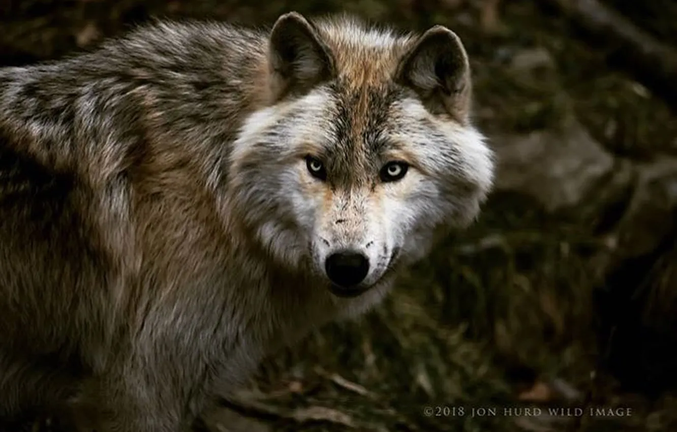 Photo wallpaper nature, Gray Wolf, face, animal, wolf, canis lupus, wildlife, head