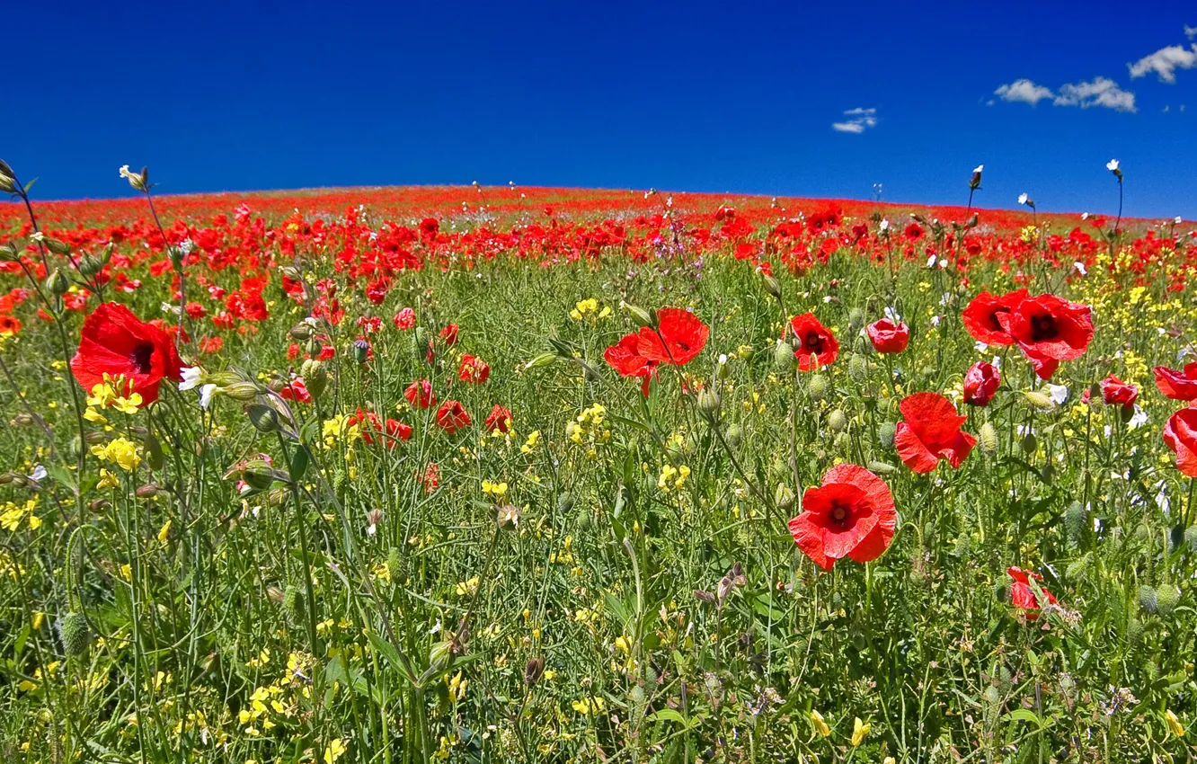 Photo wallpaper field, the sky, grass, flowers, hills, Maki, meadow