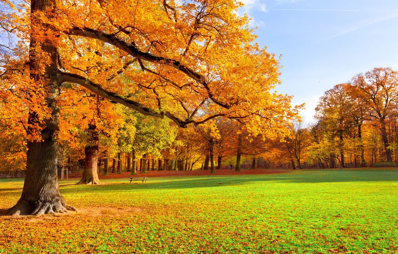 Photo wallpaper autumn, trees, Park, falling leaves, bench, the colors of autumn