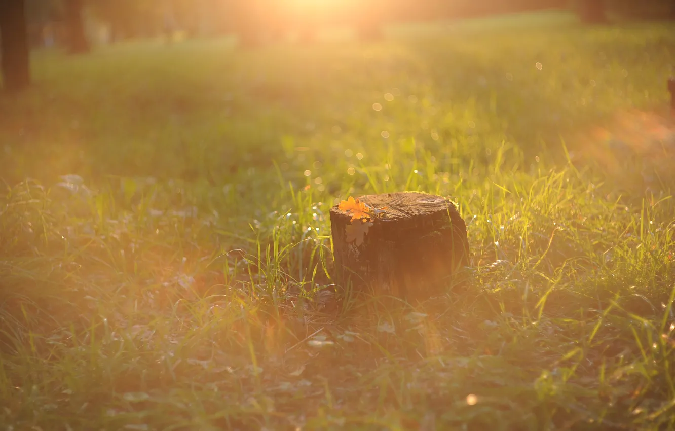 Photo wallpaper autumn, grass, the sun, rays, light, fog, dawn, glade