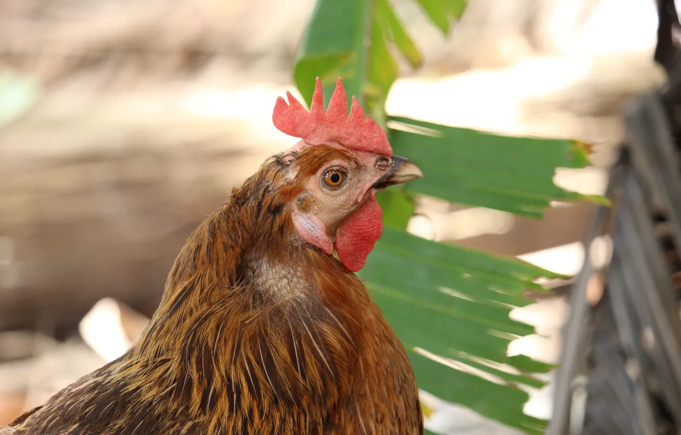 Photo wallpaper look, leaves, nature, bird, portrait, brown, bokeh, cock