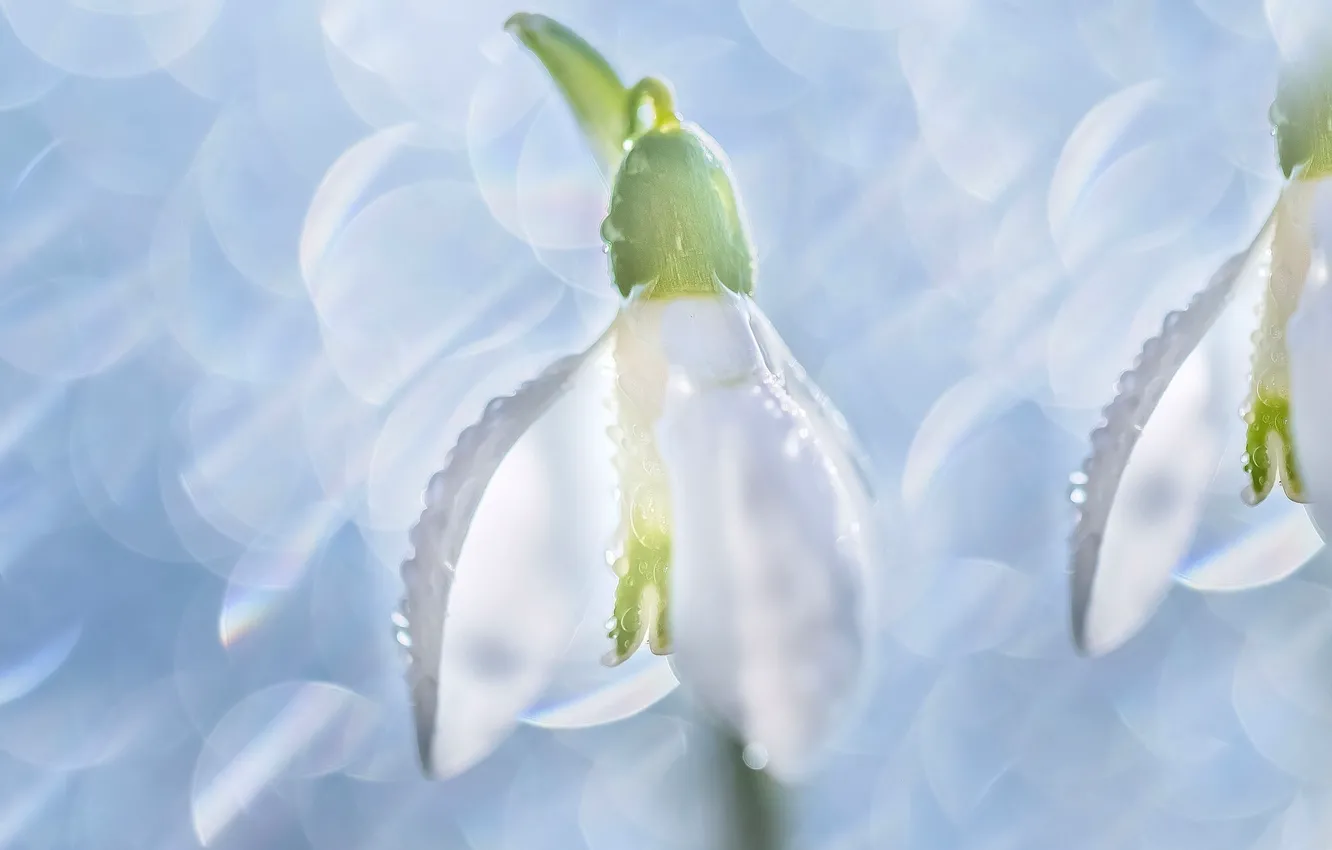 Photo wallpaper macro, glare, snowdrops
