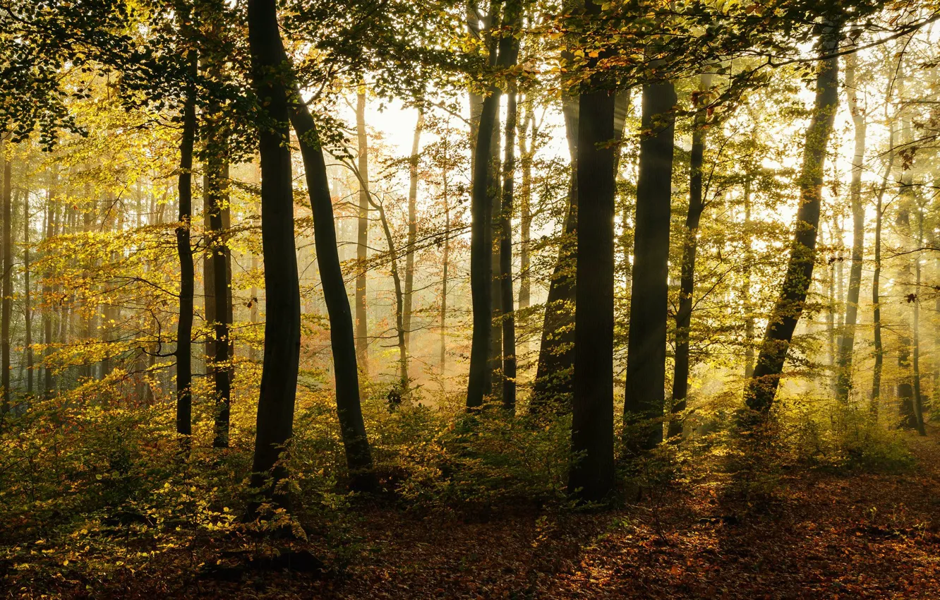 Photo wallpaper autumn, forest, the sun, rays, light, trees, branches, nature